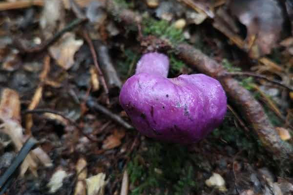 Purple pouch fungus/ Cortinarius porphyroideus