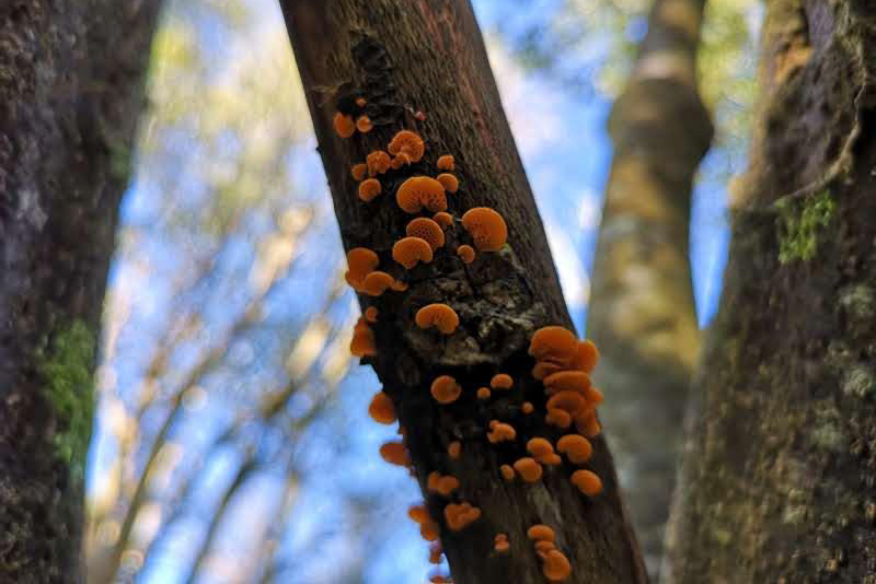 Orange pore fungus/ Favolaschia calocera