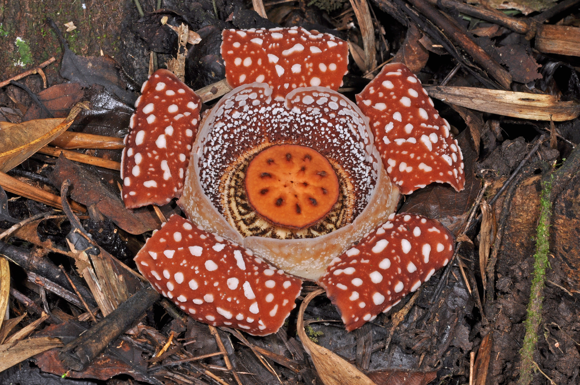 Rafflesia lobata