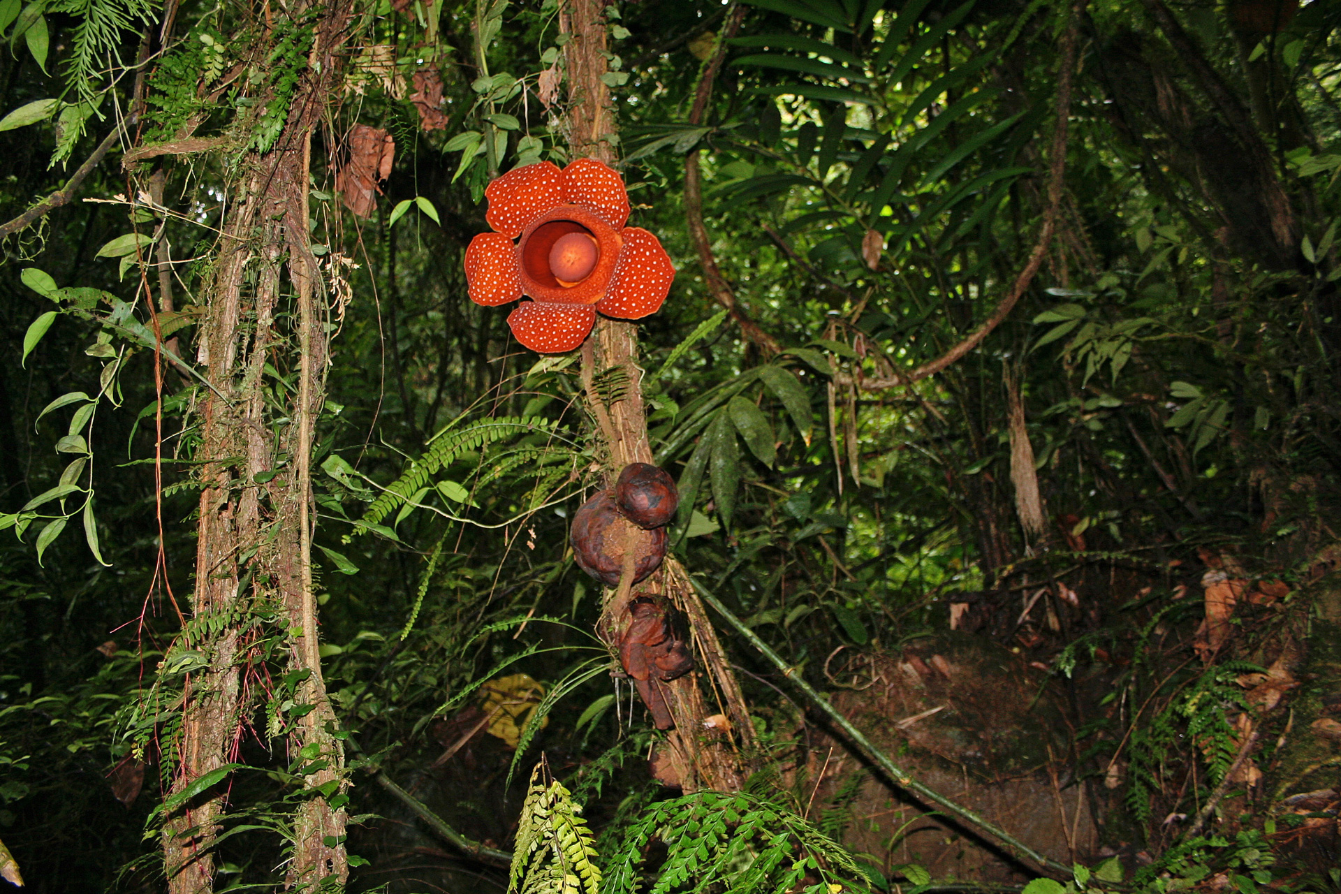 Flowers and flower buds of Rafflesia leonardi emerging from a host vine
