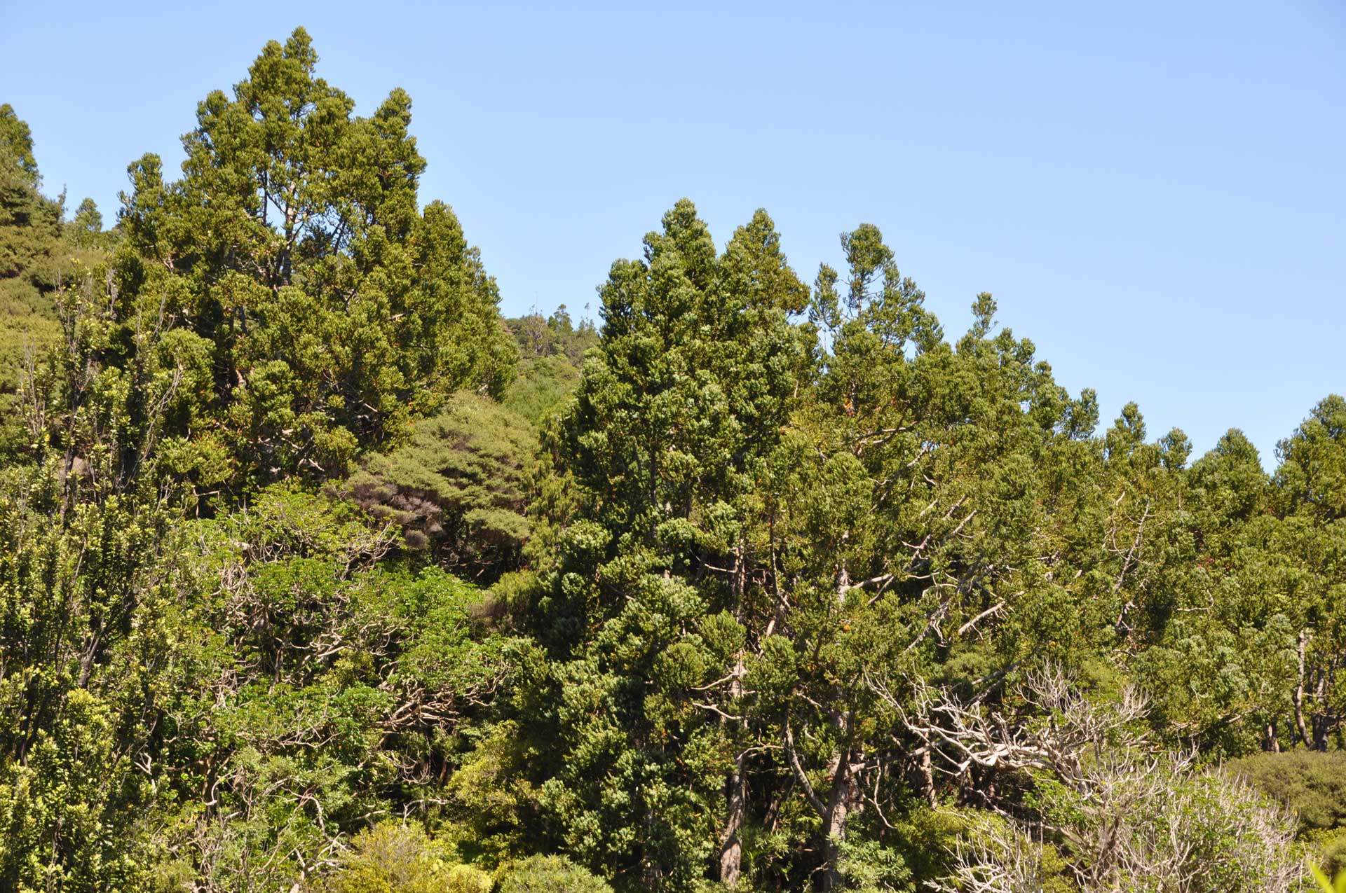 Kauri-podocarp forest, Waitakere Ranges.